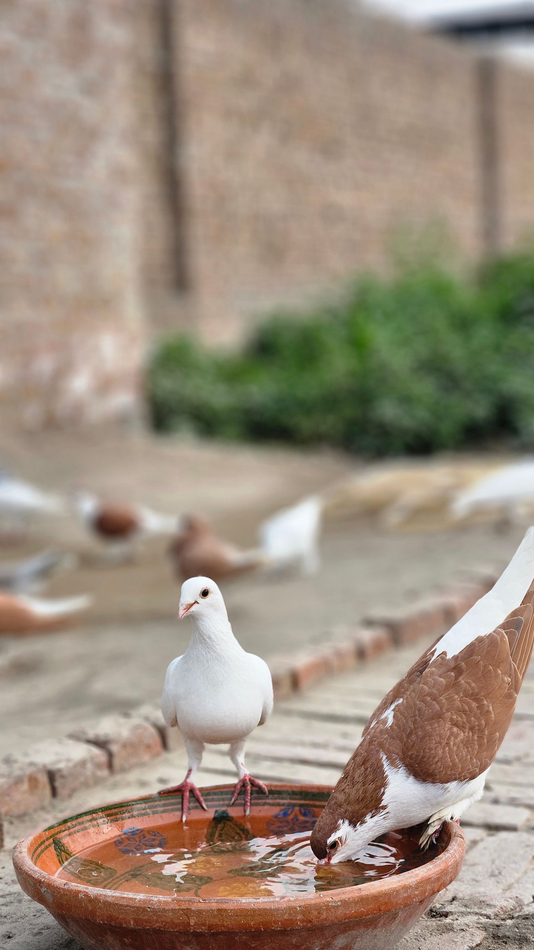 Two pigeons drinking water from a clay bowl in an outdoor setting.
